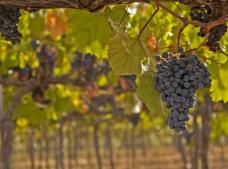 Bodegas Carabal en Alía. Denominación de Origen Ribera del Guadiana.